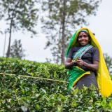 Шри-Ланка Хаттон: Чайное царство