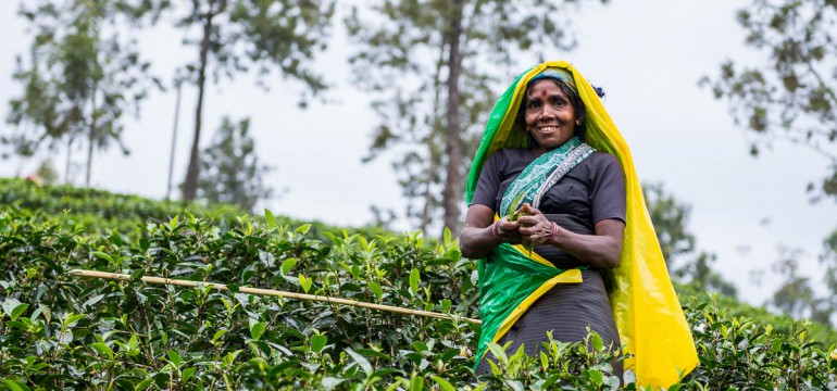 Шри-Ланка Хаттон: Чайное царство